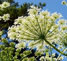 Huile essentielle d'angélique