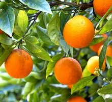 Huile essentielle d'orange douce