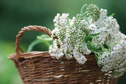 Achillée millefeuille Achillea millefolium