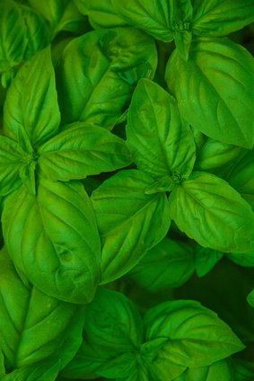 basilic