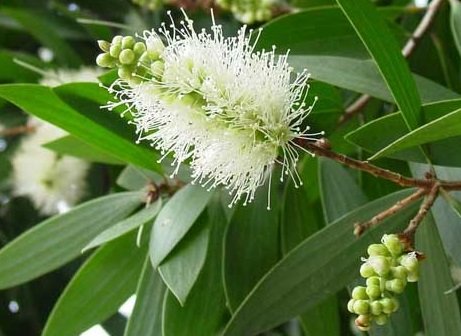 CAJEPUT