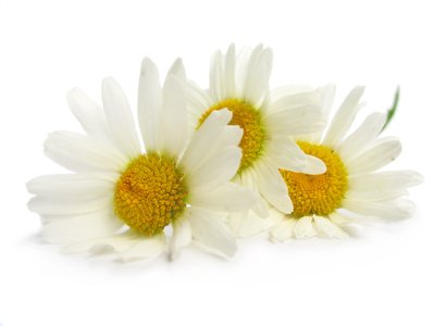 camomille romaine