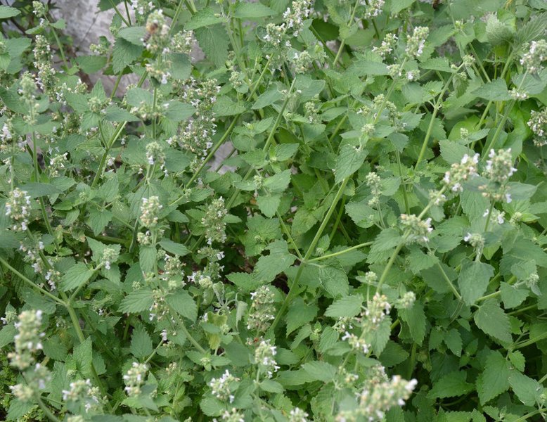 cataire citronné