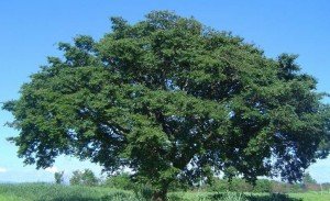 copaiba