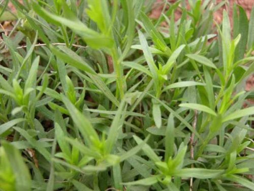 Huile essentielle estragon