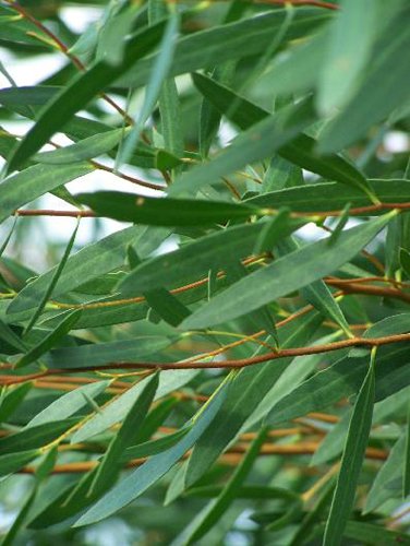 eucalyptus_a_bractees