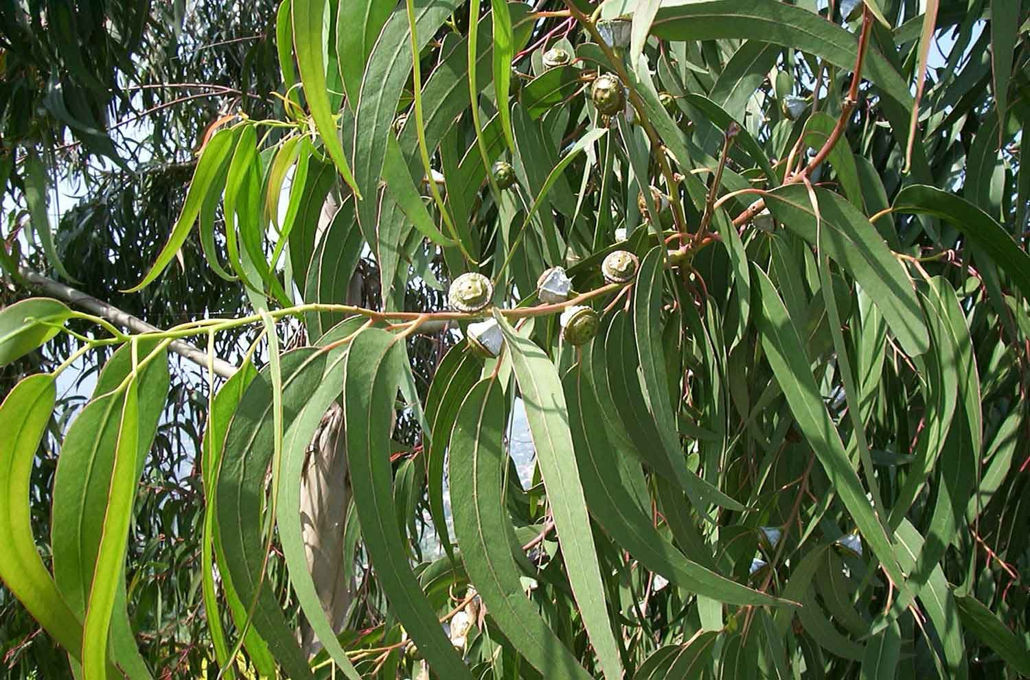 Eucalyptus-globulus-mentholé