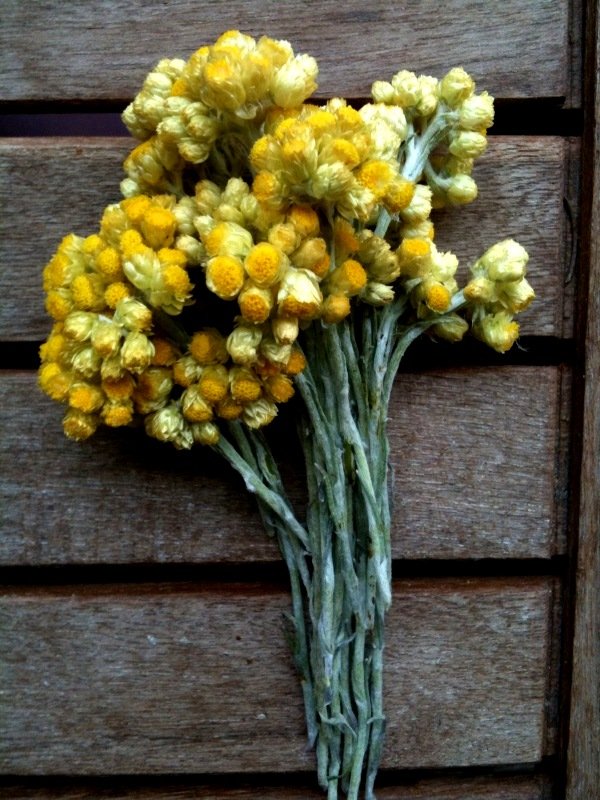 helichryse immortelle