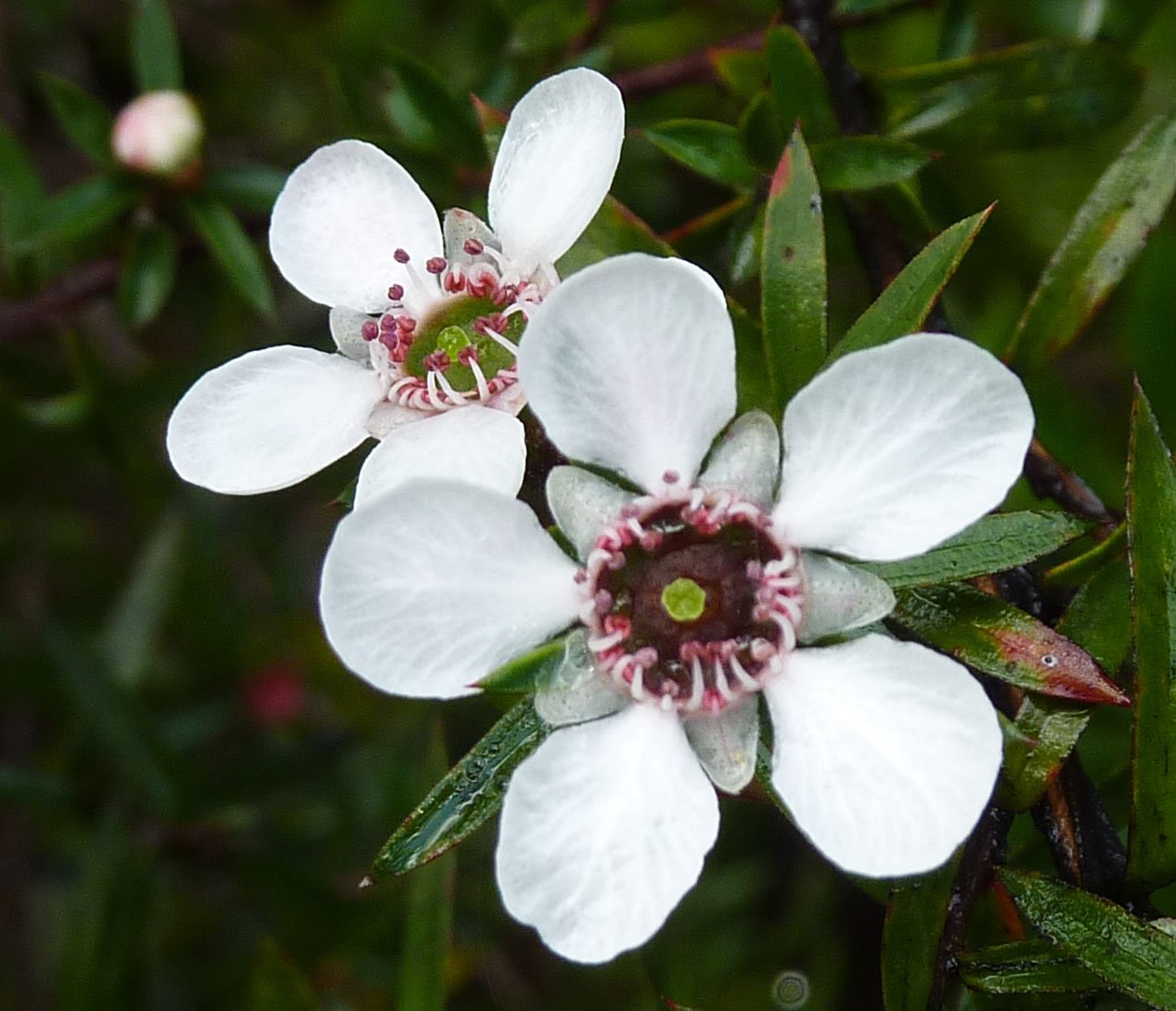 manuka