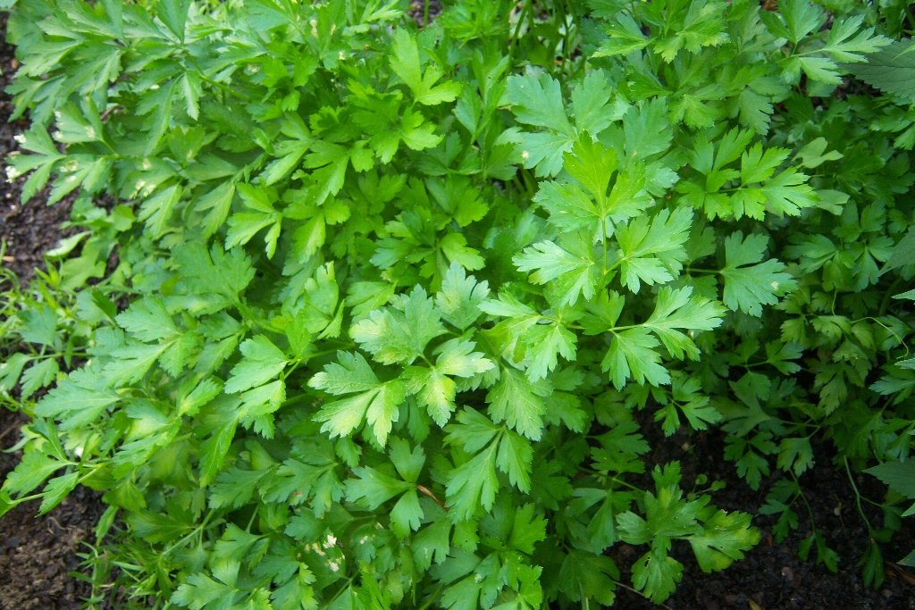 persil-Petroselinum-sativum
