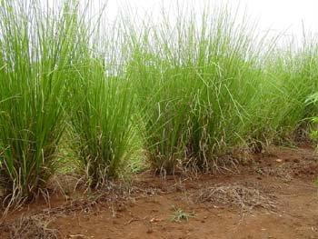 vetiver