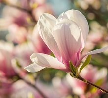 Huile essentielle de magnolia