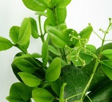 Huile essentielle de ravensare aromatique